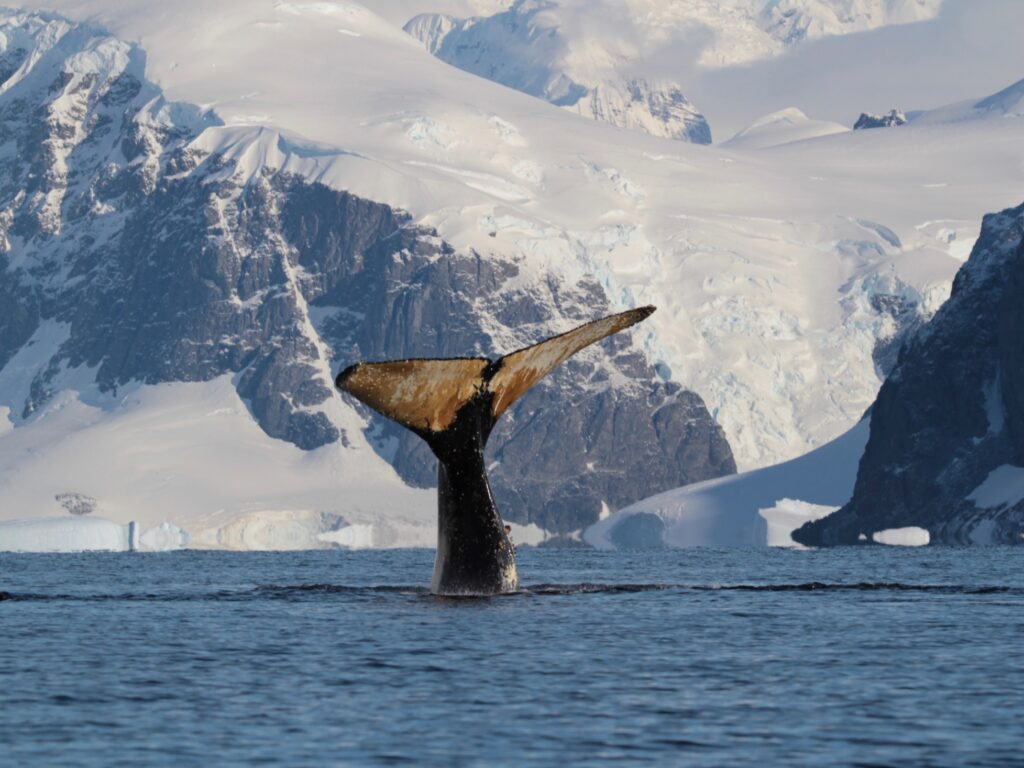 Whales Antarctica