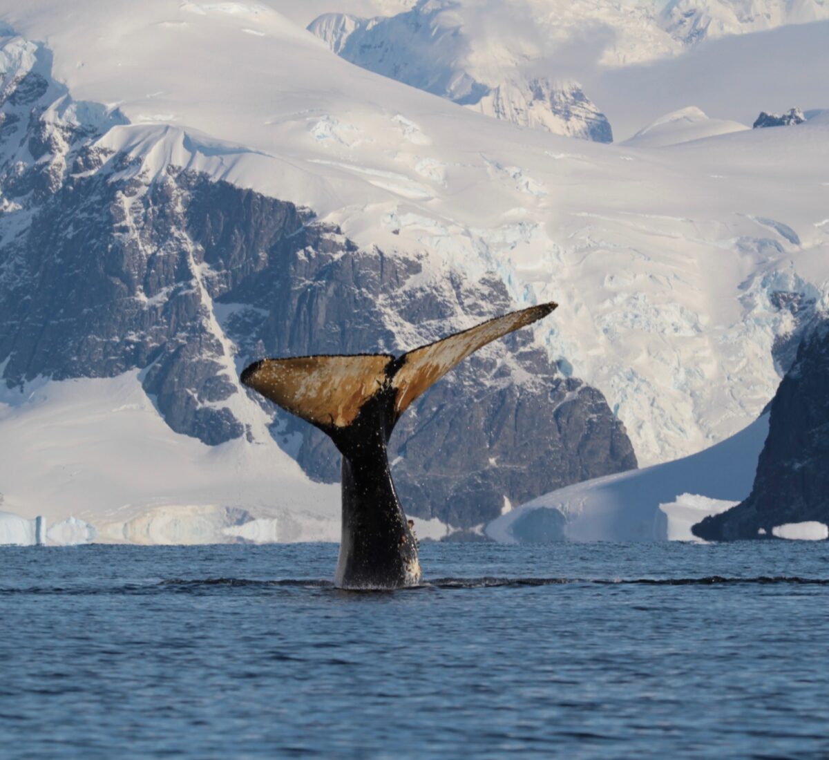 Whales Antarctica