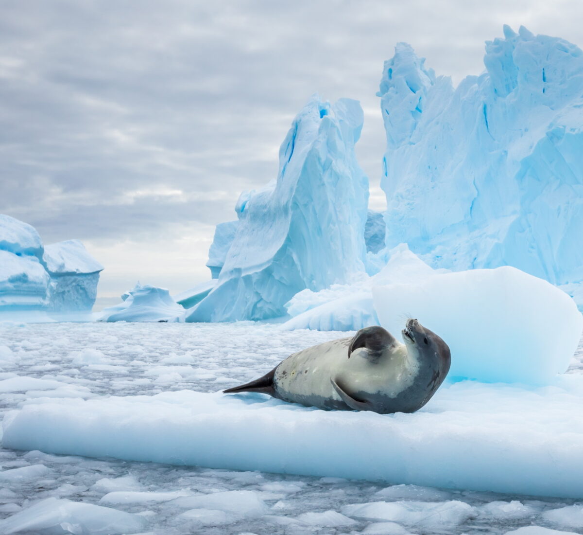 Seal in Antarctic Circle