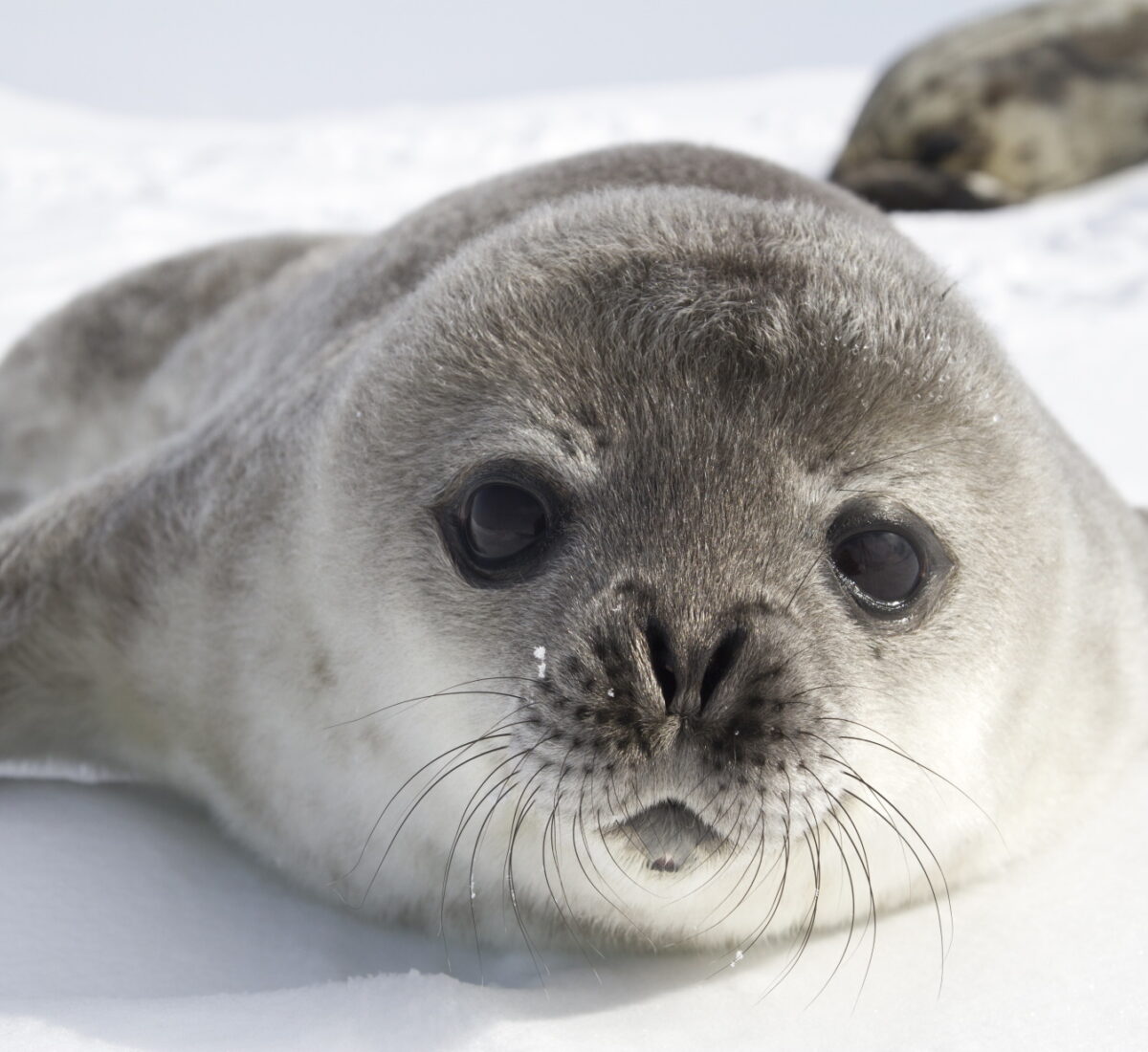 Weddel Seal Antarctica