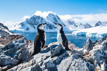Chin Strap Penguins