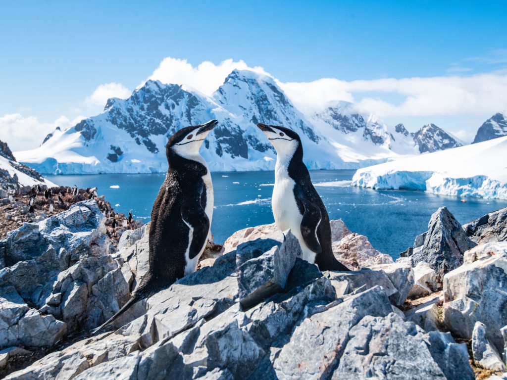 Chin Strap Penguins