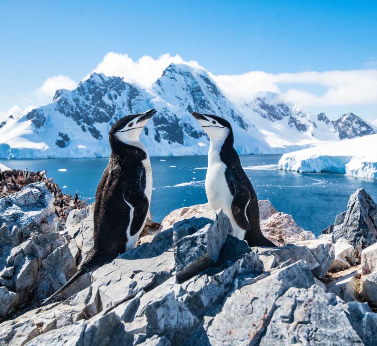 Chin Strap Penguins