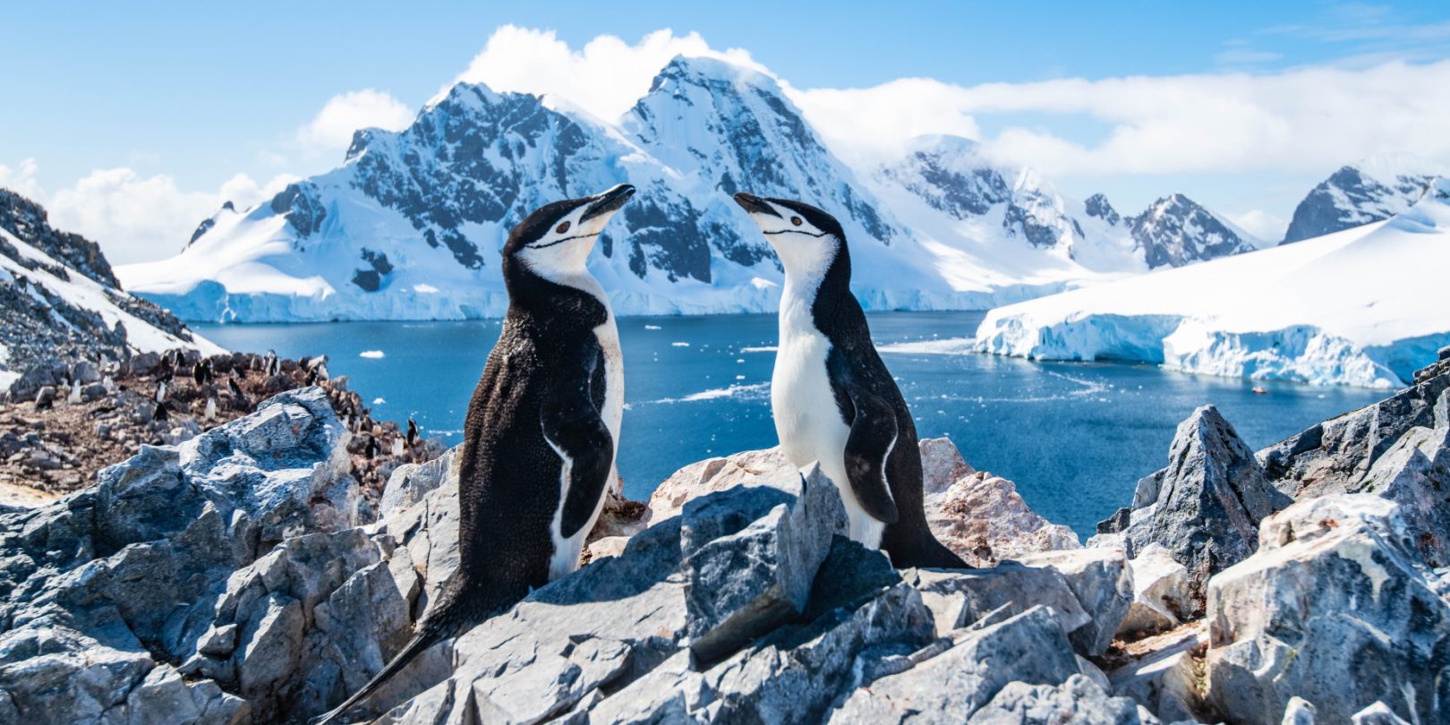 Chin Strap Penguins
