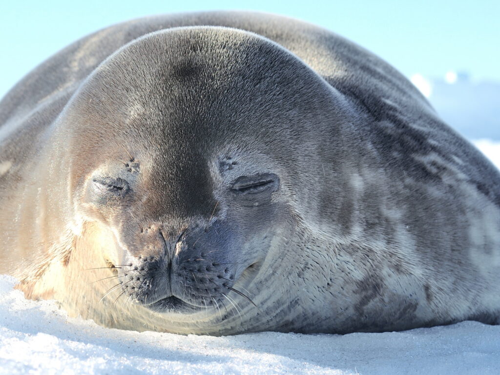 Seal Antarctica