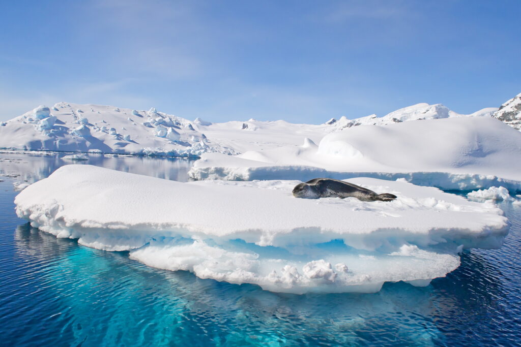 seal on ice flow in Antarctica
