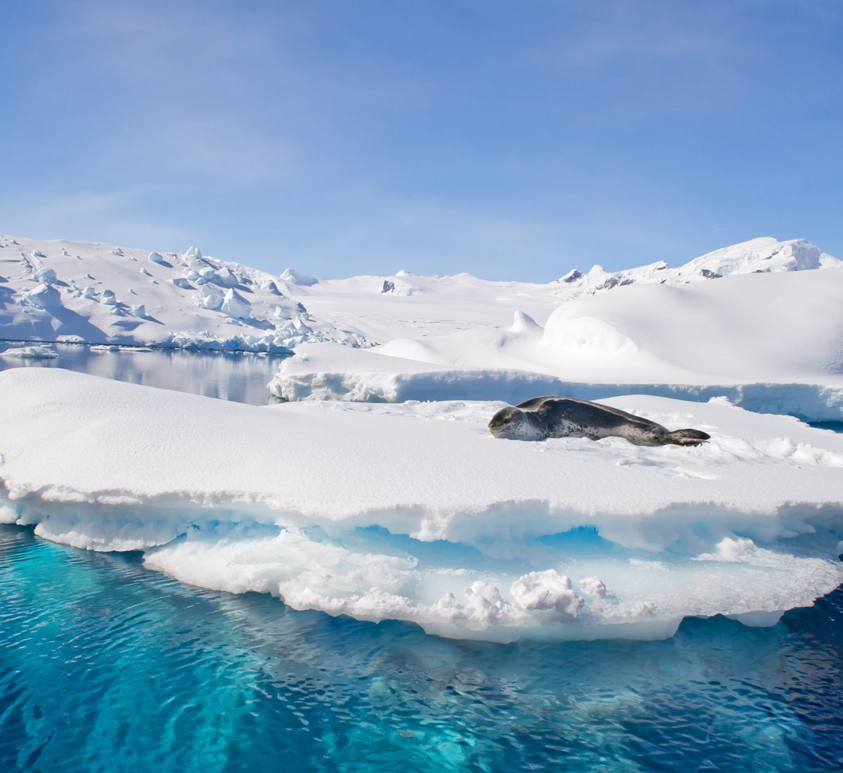 seal on ice flow in Antarctica