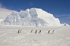 Emperor Penguins