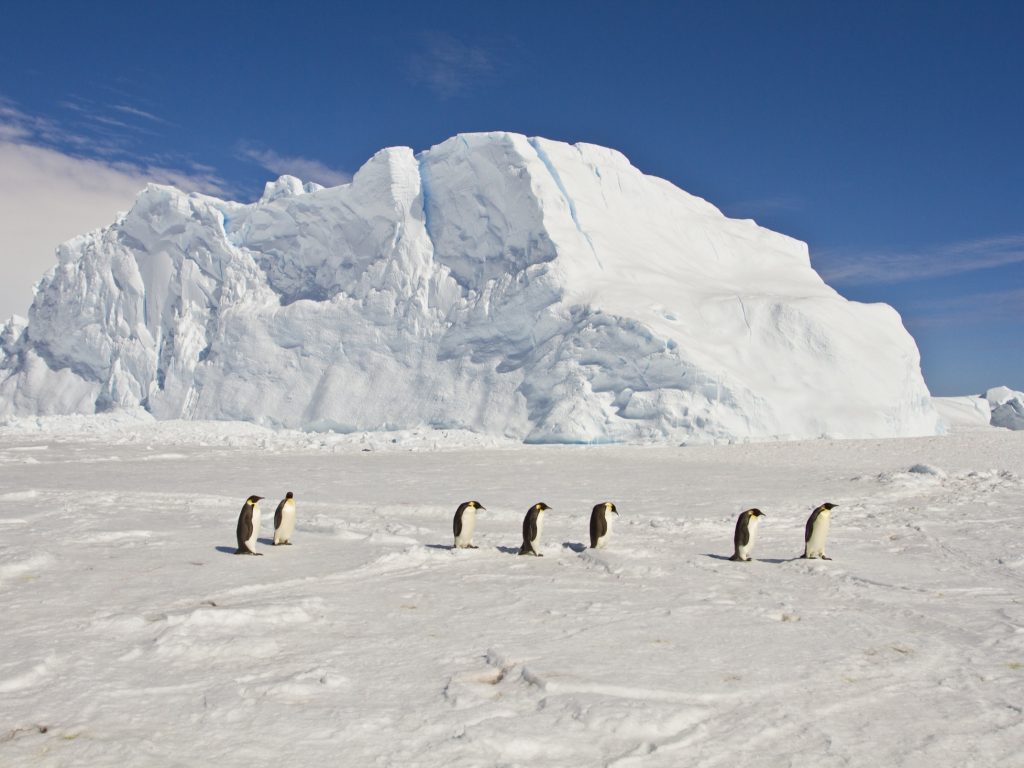 Emperor Penguins