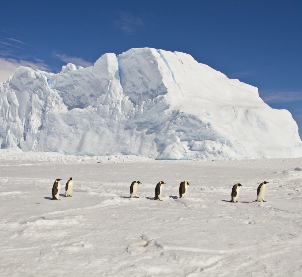 Emperor Penguins