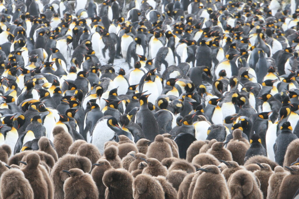 King Penguin Colony