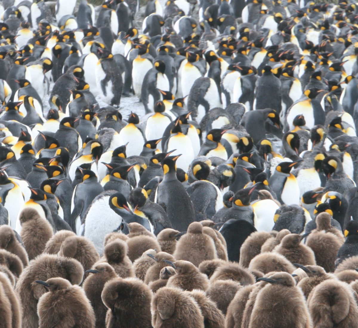 King Penguin Colony