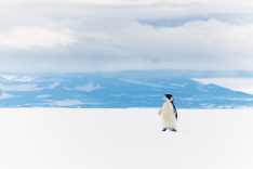 King Penguin Ross sea ice shelf