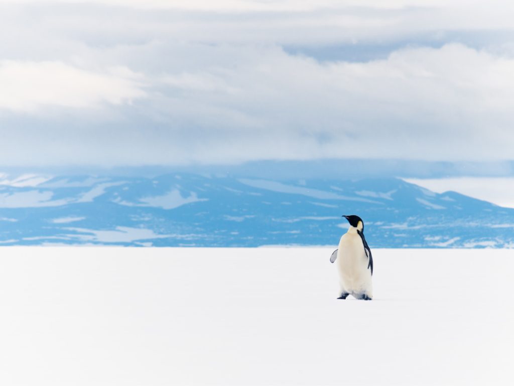 King Penguin Ross sea ice shelf