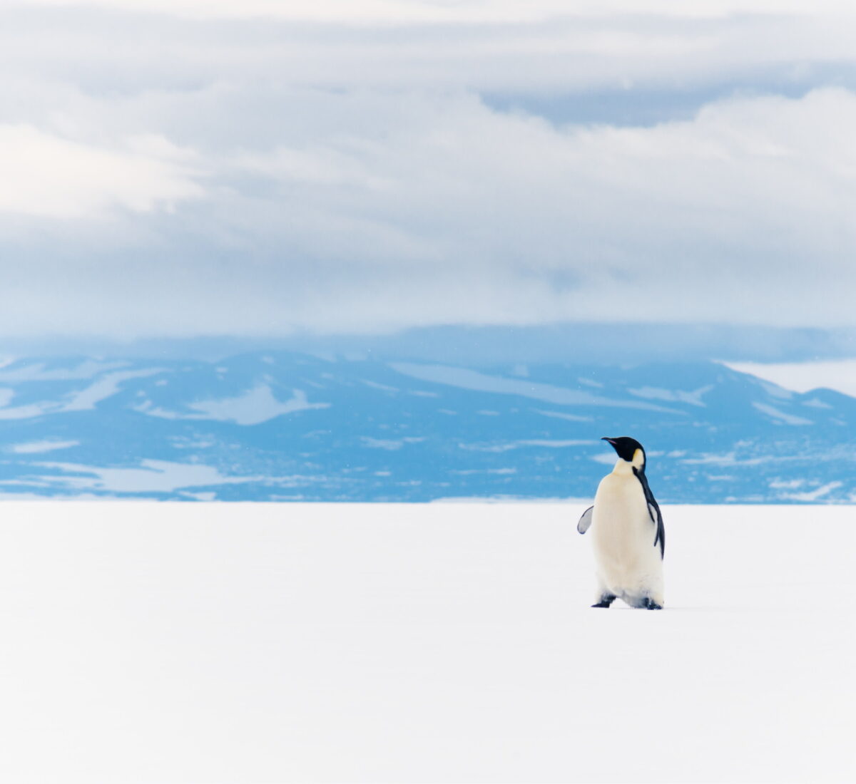 King Penguin Ross sea ice shelf