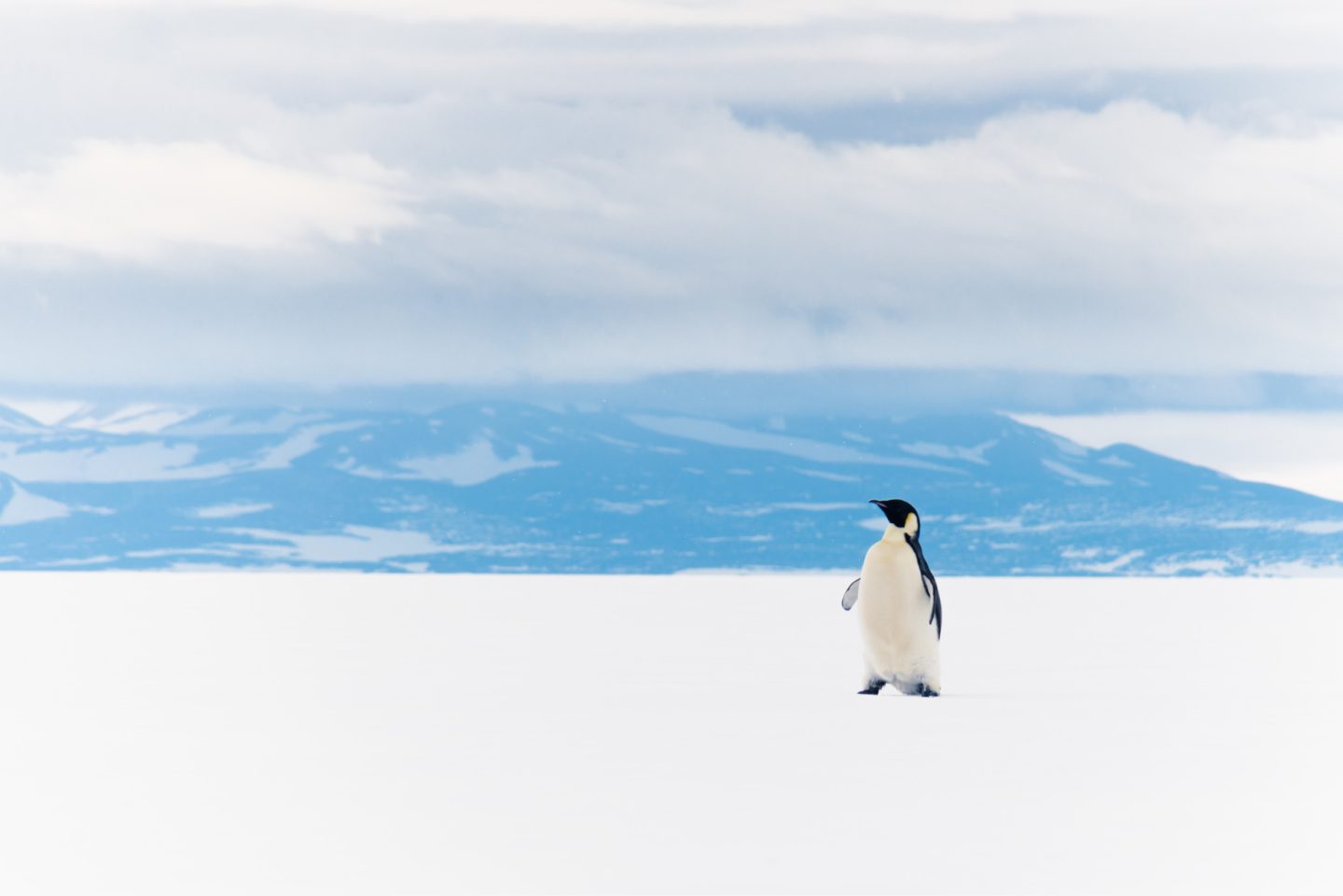 King Penguin Ross sea ice shelf