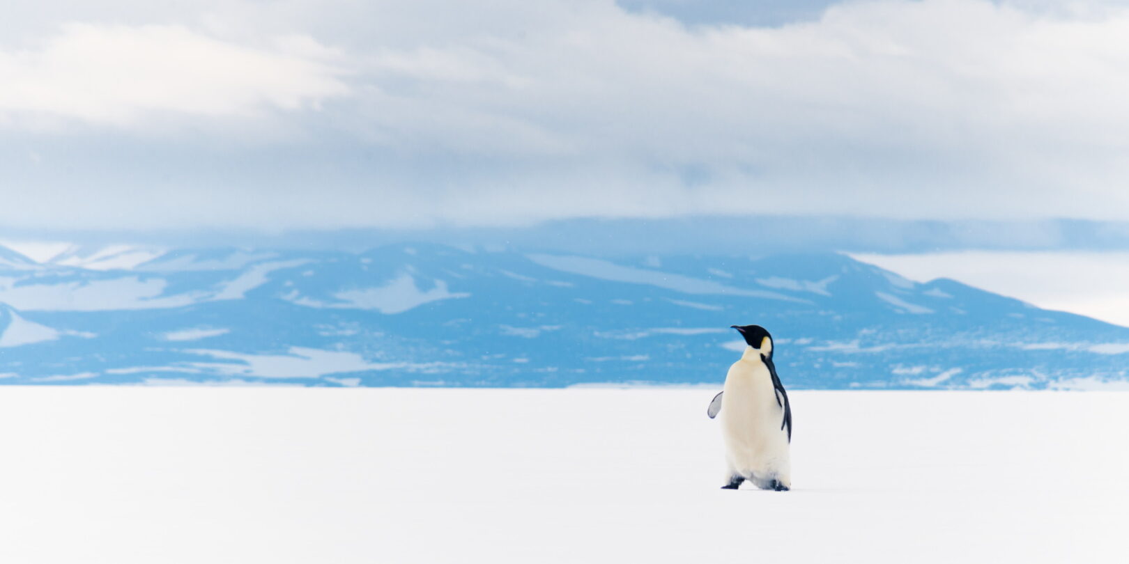 King Penguin Ross sea ice shelf