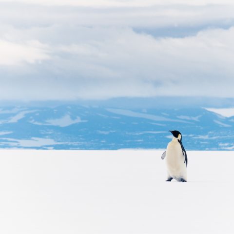 ANT_KingPenguinRossSea_shutterstock_1019183524 King Penguin Ross sea ice shelf