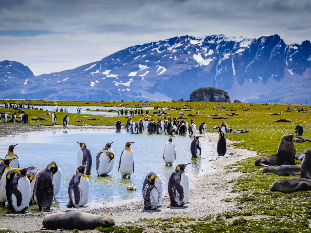 Penguins and Seals South Georgia