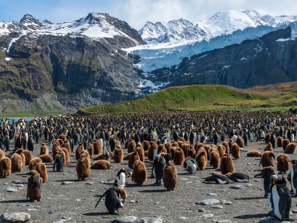 Penguin Chicks