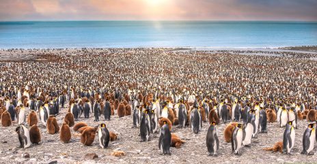 Penguin Colony South Georgia