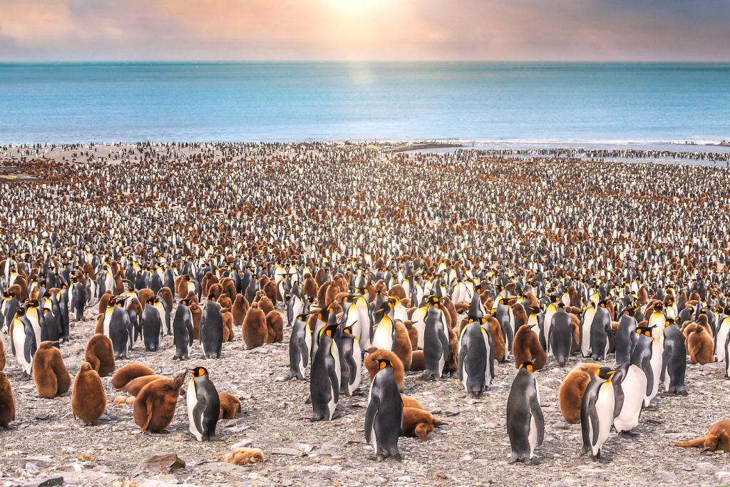 Penguin Colony South Georgia