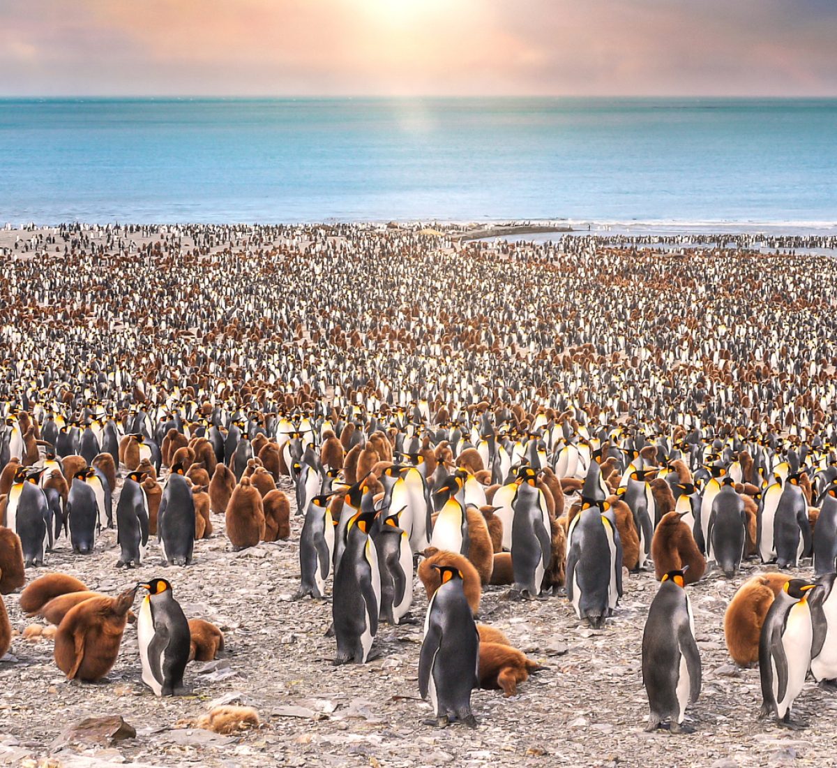 Penguin Colony South Georgia