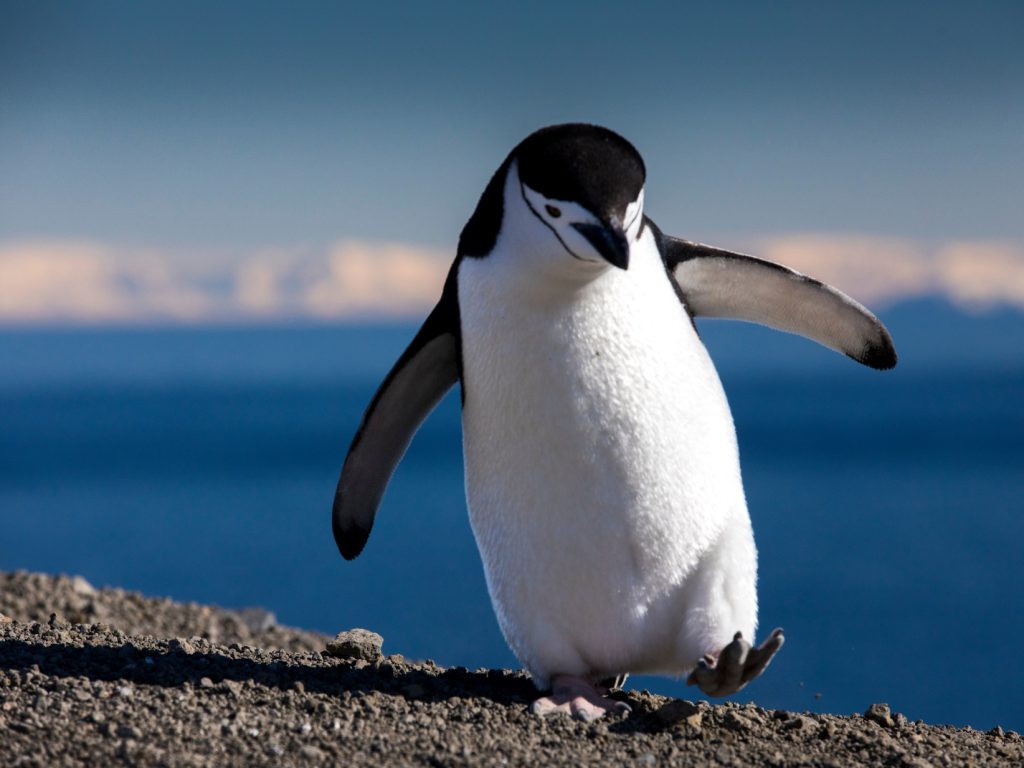 Chinstrap Penguin