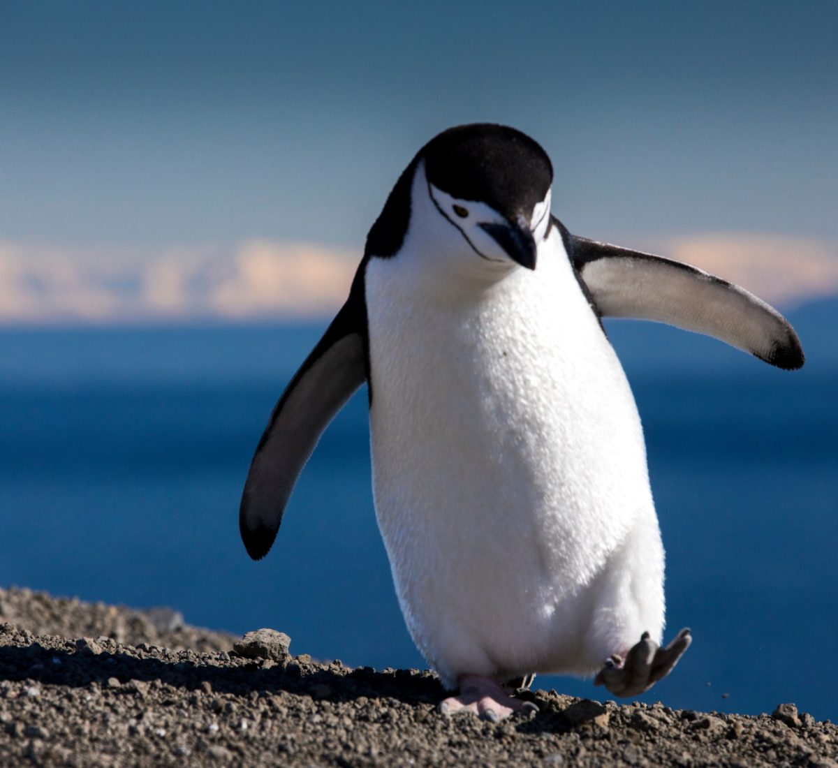 Chinstrap Penguin