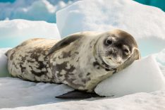Crab Eater Seal