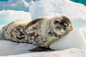 Crab Eater Seal