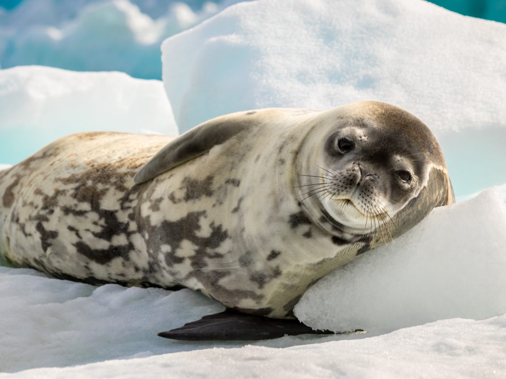 Crab Eater Seal
