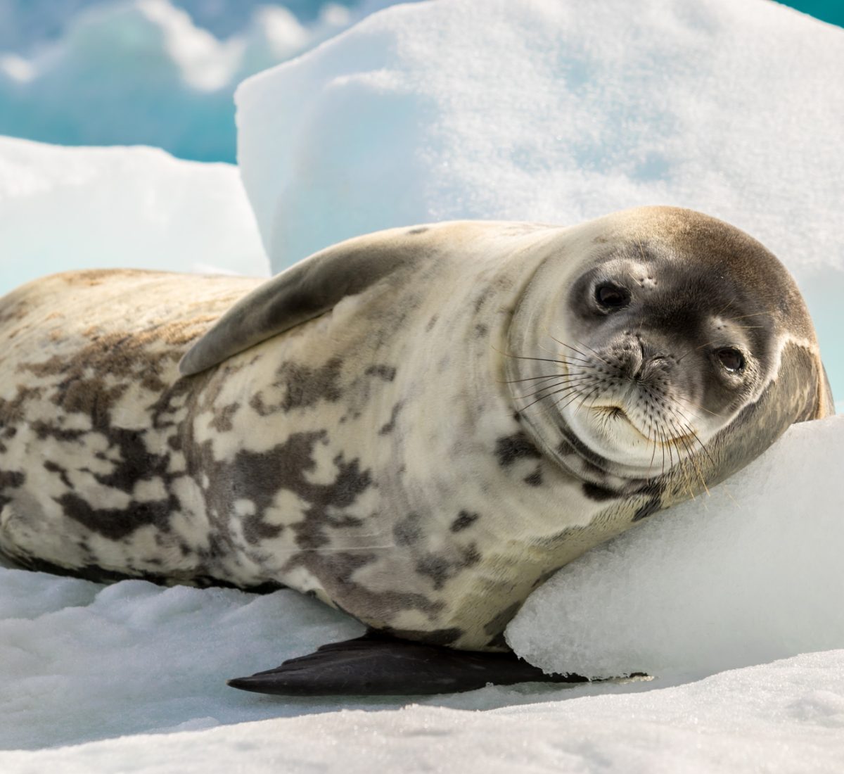 Crab Eater Seal