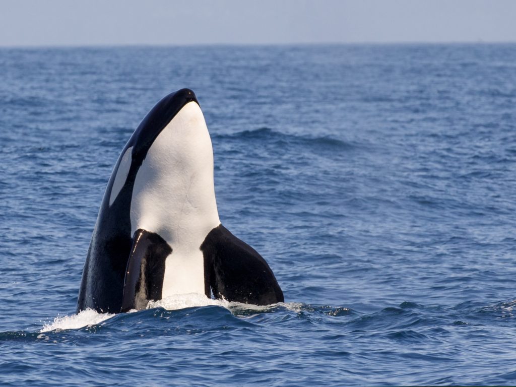 Orca Antarctica