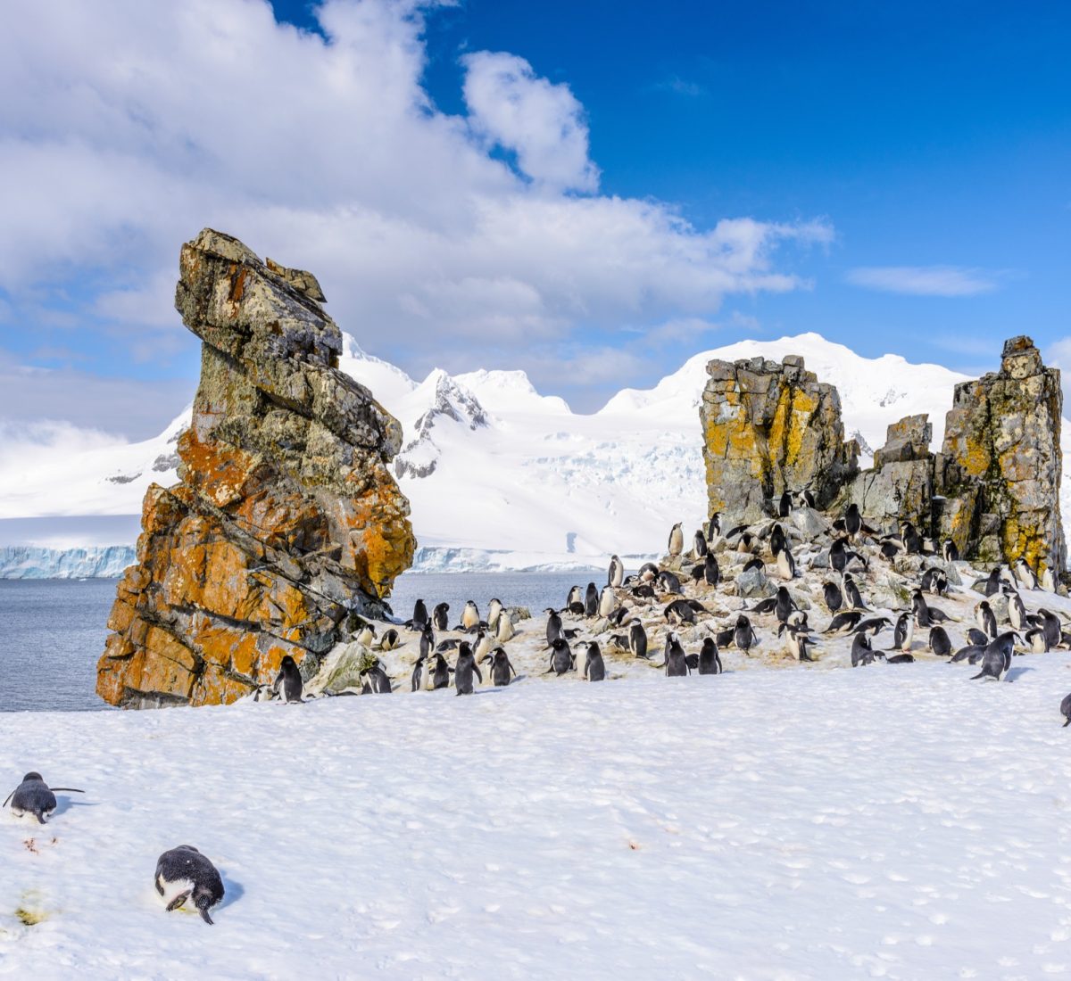 Penguins in the South Shetland Islands