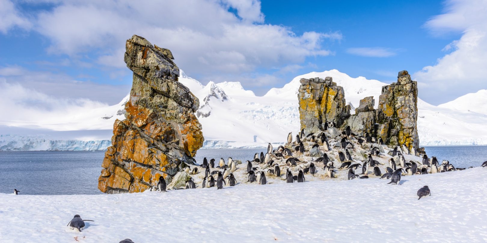 Penguins in the South Shetland Islands