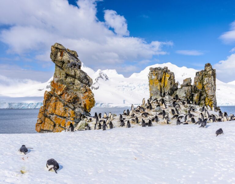 Penguins in the South Shetland Islands