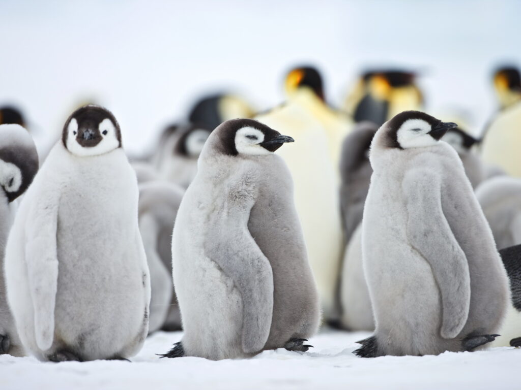 Emperor Penguin Chicks Snowhill Island