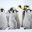 Emperor Penguin Chicks Snowhill Island