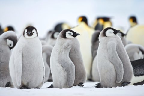Emperor Penguin Chicks Snowhill Island