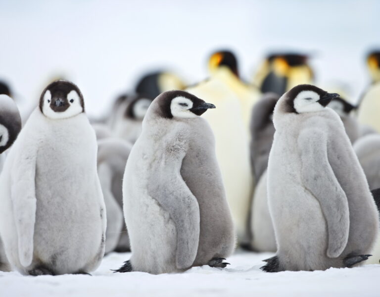 Emperor Penguin Chicks Snowhill Island