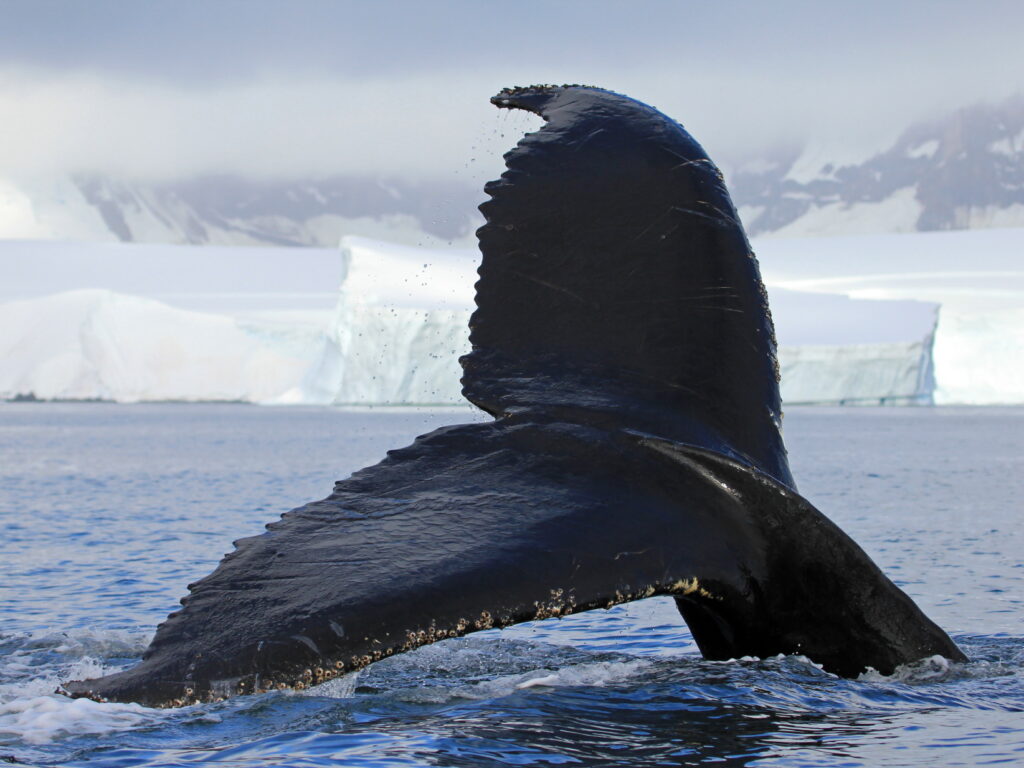 humpback whale