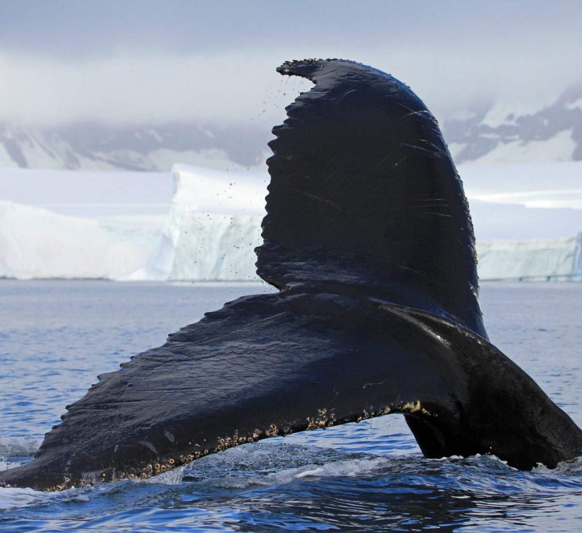 humpback whale