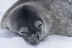 Antarctica