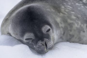 Antarctica