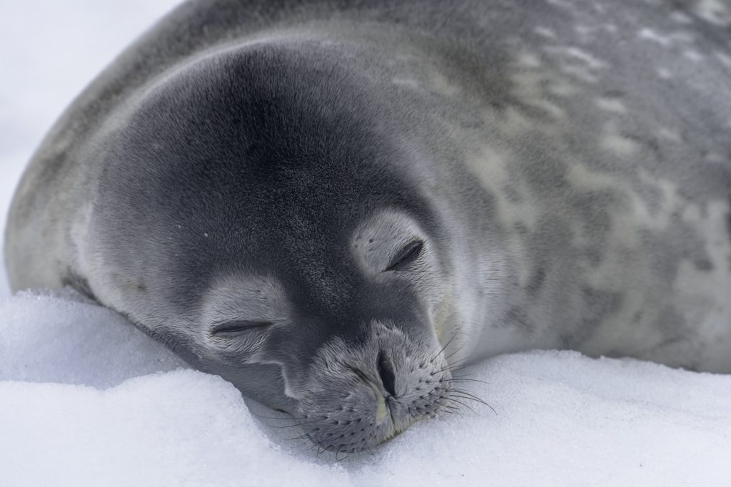 Antarctica