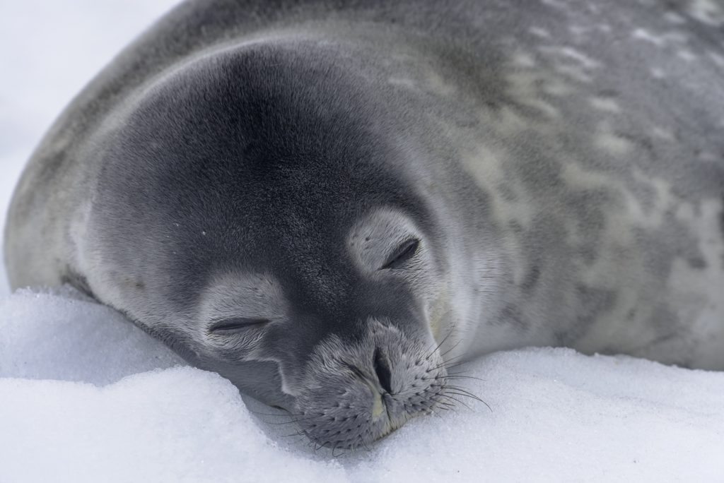 Antarctica