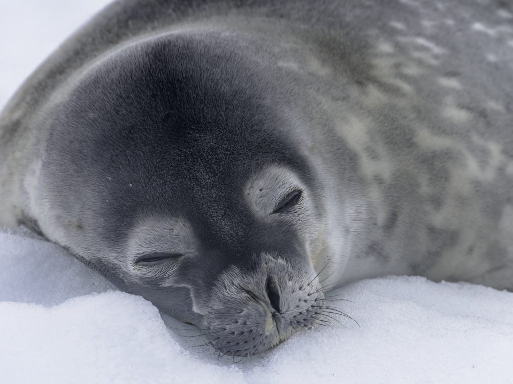 Antarctica