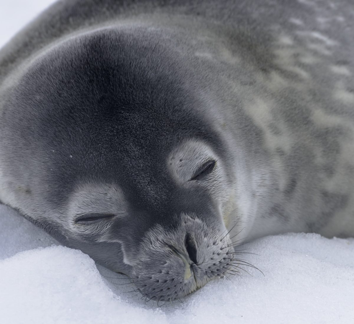 Antarctica