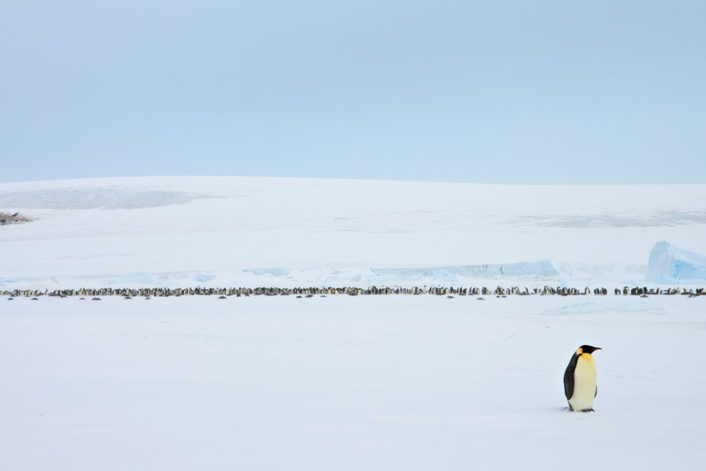 ANT_SnowHillIsland_WeddellSEa_shutterstock_1016478298